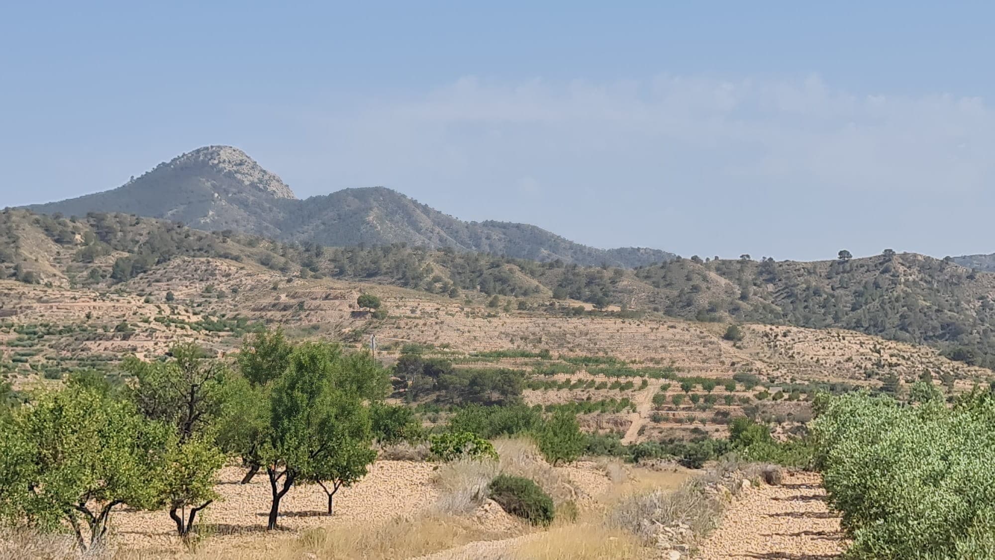 Buildable Plot with Olive and Almond Trees – Macisvenda, Abanilla (Murcia)This 6,400 m² plot is loca
