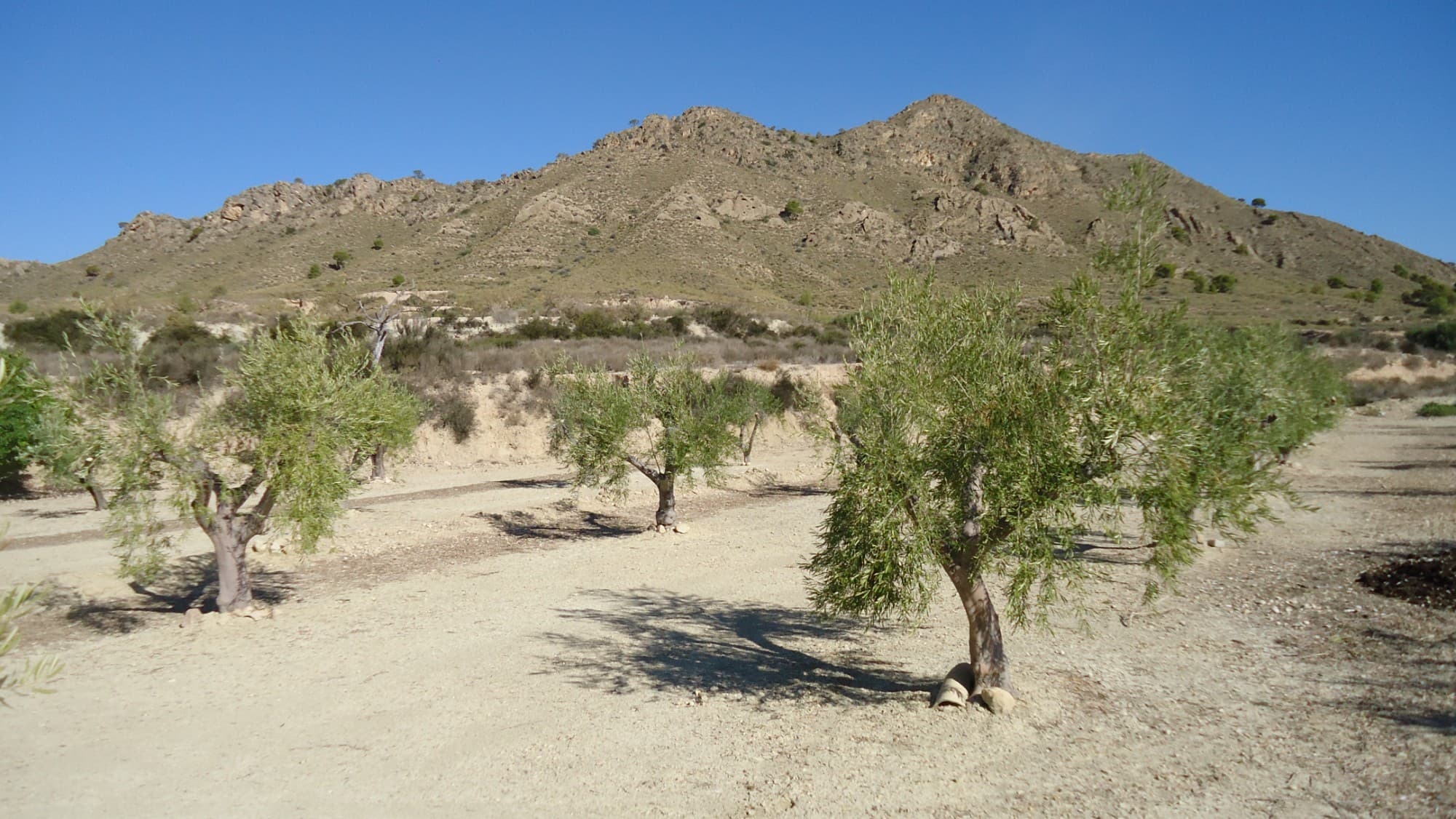 This 30,608 m² property in Abanilla, Murcia, offers a well-maintained olive grove with 444 mature ol