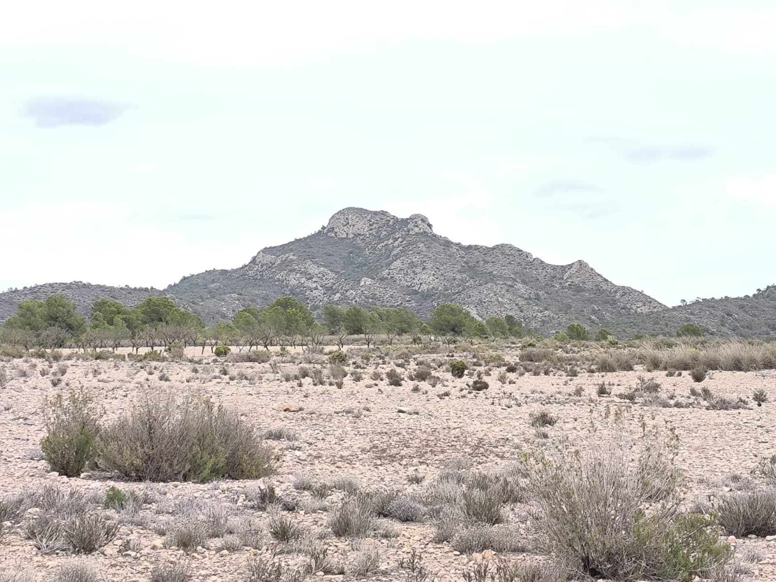 Buildable Plot Between Sax and Salinas – 34,000 m² with Irrigation WaterThis generous 34,000 m² plot